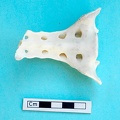 Sacrum: ventral view