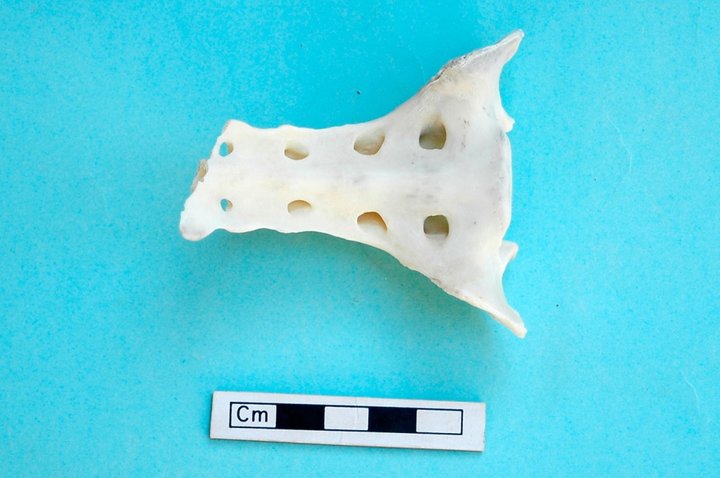 Sacrum : vue ventrale