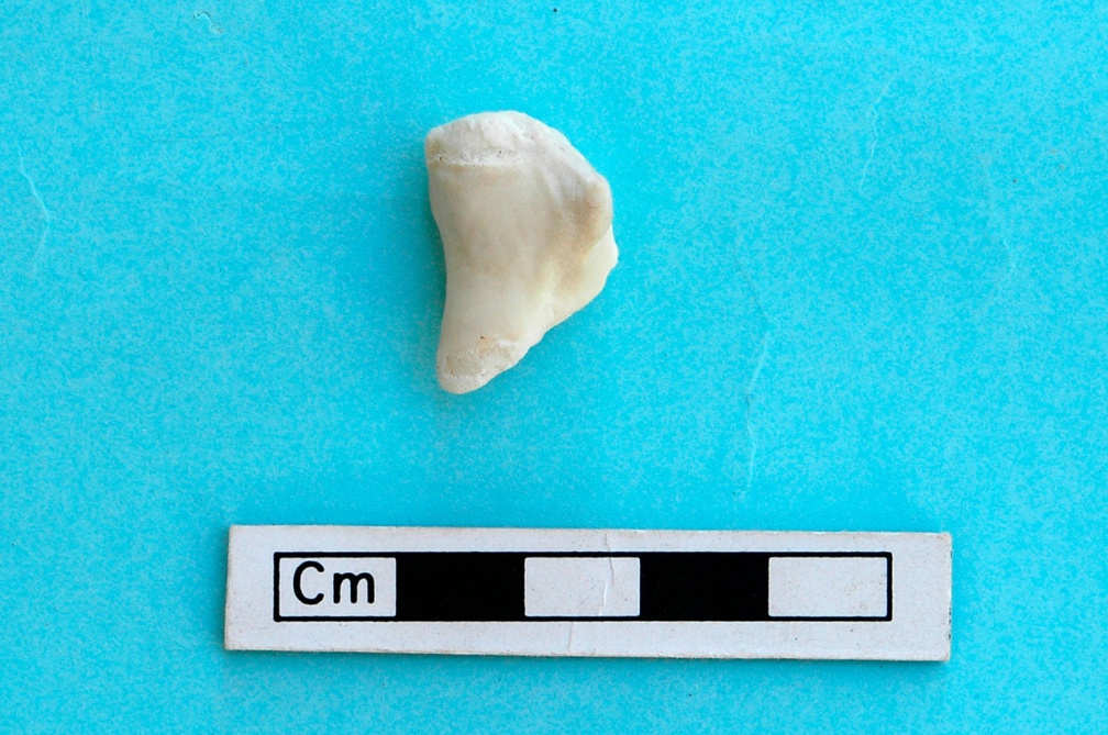 Rotule : vue postérieure