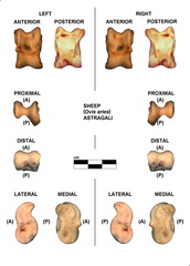 Right and left astragali