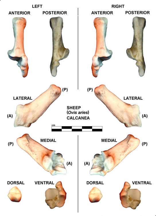 Calcanéums droit et gauche