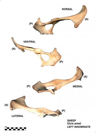 Coxal gauche