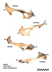 Coxal derecho