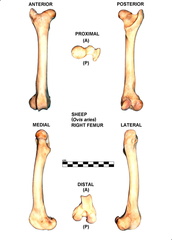 Right femur