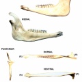 Mandibule gauche