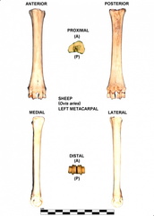 Left metacarpal