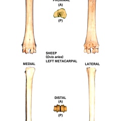 Left metacarpal
