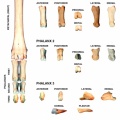 Phalanges antérieures droites