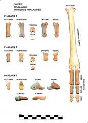 Left hindlimb phalanges