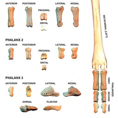 Left hindlimb phalanges