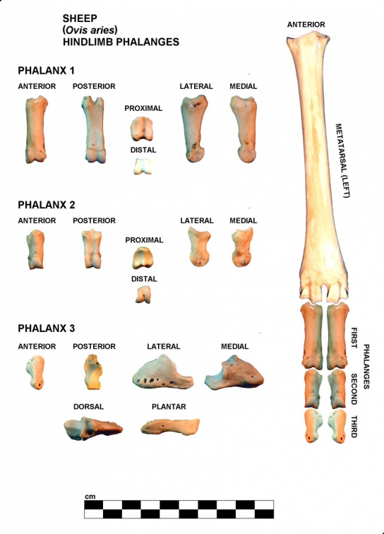 Phalanges postérieures gauches