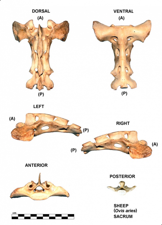 Sacrum