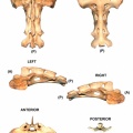 Sacrum