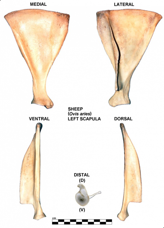 Scapula gauche