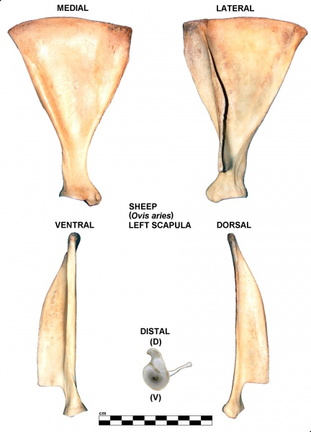 Scapula gauche