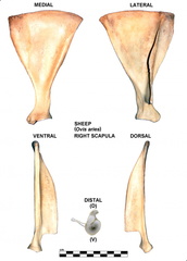 Right scapula