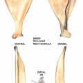 Scapula droite