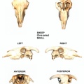 Ovis-Skull.jpg