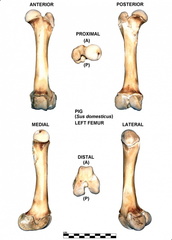 Left femur