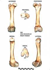 Right femur