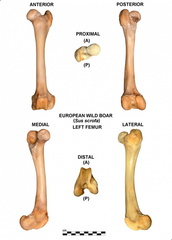 Left femur