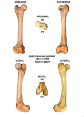 Right femur