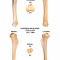 Sus-scrofa-Tibia-Left.jpg