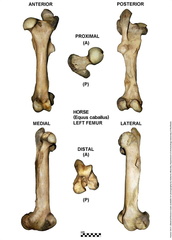 Equus-caballus Femur Left