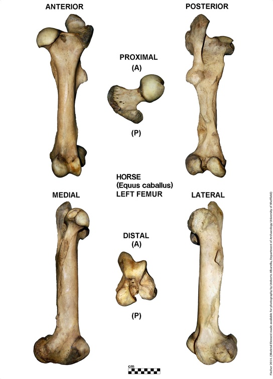 Equus-caballus Femur Left