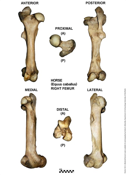 Horse Femur Anatomy