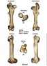 Equus-caballus Femur Right