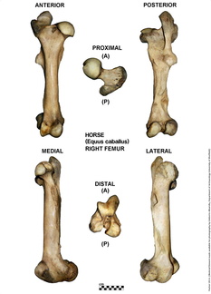 Equus-caballus Femur Right