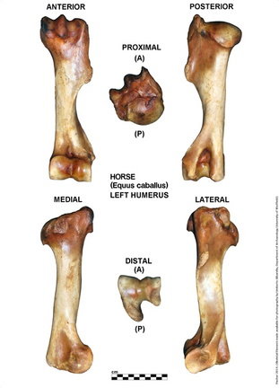 Equus-caballus Humerus Left