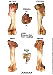 Equus-caballus Humerus Right