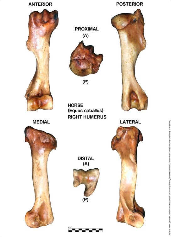 Equus-caballus Humerus Right