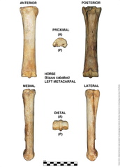 Equus-caballus Metacarpal Left