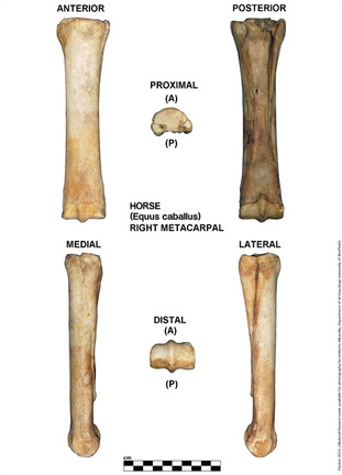 Equus-caballus Metacarpal Right