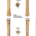 Equus-caballus_Metatarsal_Left.jpg