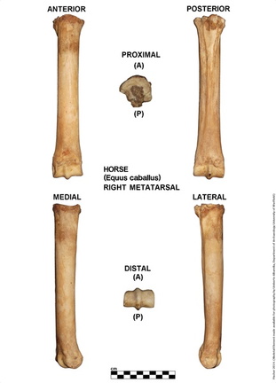 Equus-caballus Metatarsal Right