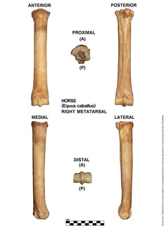 Equus-caballus Metatarsal Right