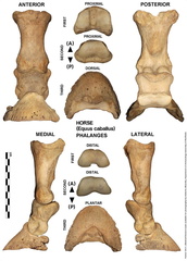 Equus-caballus Phalanges