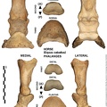 Equus-caballus_Phalanges.jpg