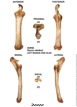 Equus-caballus Radius-Ulna Left