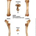 Equus-caballus Radius-Ulna Left