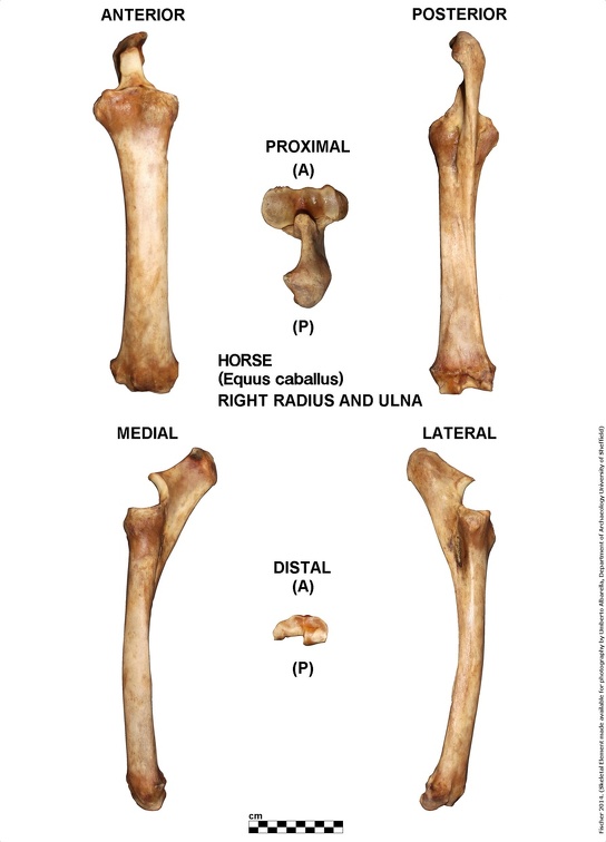 Equus-caballus Radius-Ulna Right