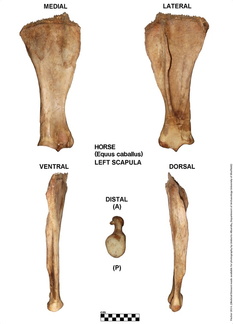 Equus-caballus Scapula Left