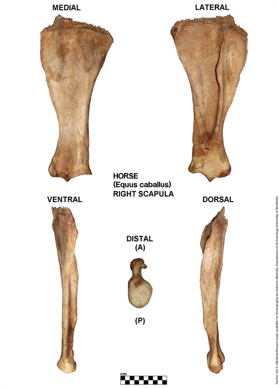 Equus-caballus Scapula Right