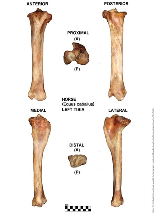 Equus-caballus Tibia Left