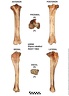 Equus-caballus Tibia Right