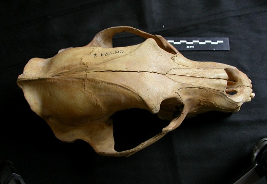 Crâne : vue frontale